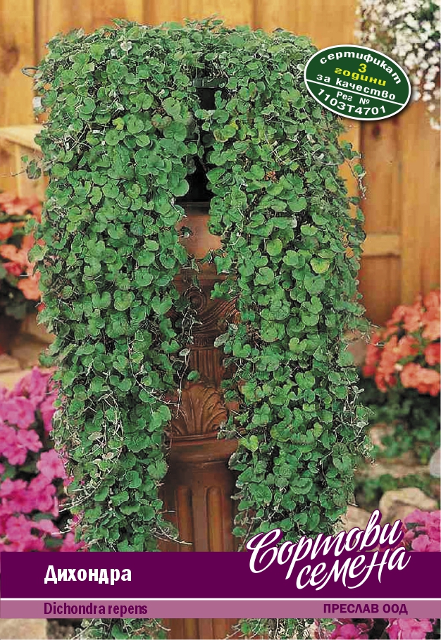 ДИХОНДРА /Dichondra repens / - 1гр