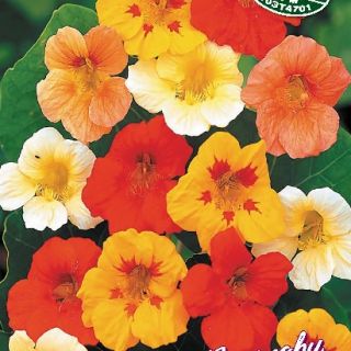 Латинка /Tropaeolum majus/