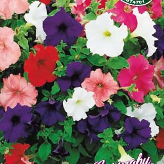 Петуния /Petunia x hybrida/ БАЛКОНСКИ МИКС