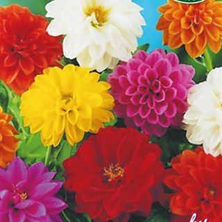  Далия гъста/Dahlia variabilis /