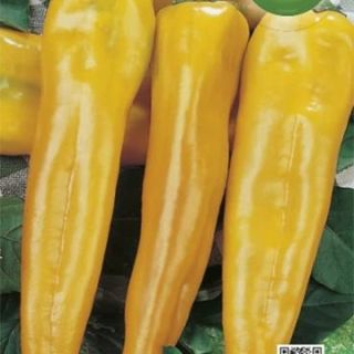 Пипер Corno di toro giallo