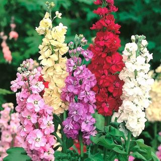 Шибой/Matthiola incana annua fl. pl./