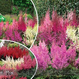 Astilbe MIX - 10бр.