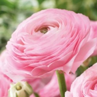 Ranunculus PINK -10бр.