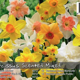 Нарцис SCENTED MIX-50бр.