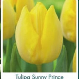 Лале SUNNY PRINCE