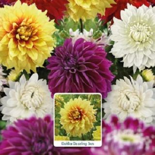 Шоубокс DA06-Далия ЕДРОЦВЕТНА -100бр. Шоубокс DA06-Далия ЕДРОЦВЕТНА -100бр.