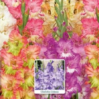 Шоубокс GL15-Гладиоли PARROT -400бр. Шоубокс GL15-Гладиоли PARROT -400бр.