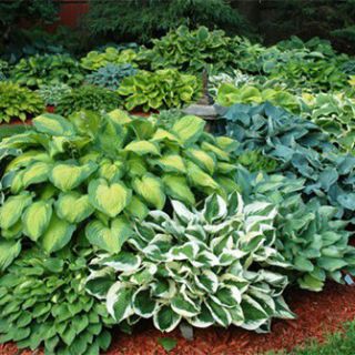 HOSTA GARDEN Mix-5бр