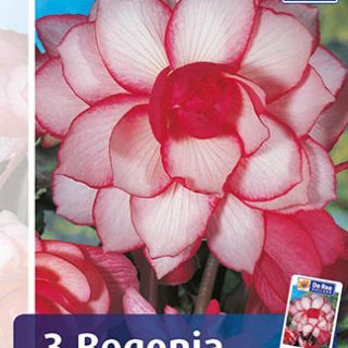 Begonia BOUTON DE ROSE