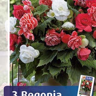 Begonia Camelia MIX - 3бр.