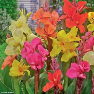 Кана MIX - 3бр.