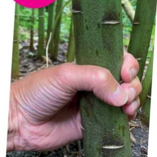 Lilium ДЪРВОВИДЕН RED-Satisfaction