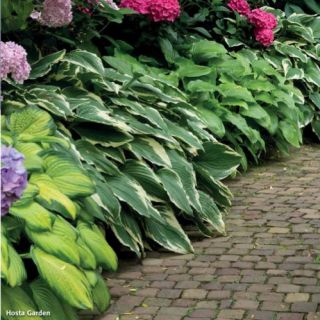 HOSTA GARDEN Mix-8бр.-КУТИЯ