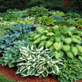 HOSTA GARDEN Mix-5бр.-