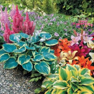 HOSTA GARDEN Mix-5бр.-