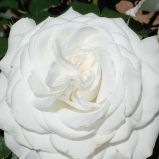 44.Роза Annapurna 
