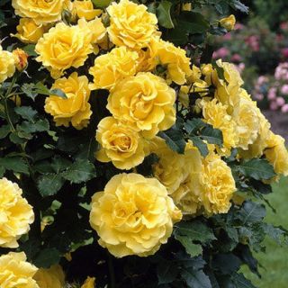 11.Роза КАТЕРЛИВА Светло Жълта БОЖУРОВИДНА