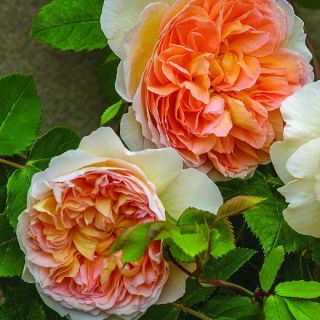 39.Роза БОЖУРОВИДНА Оранжева двуцветна.