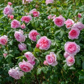 23.Роза БОЖУРОВИДНА Розова