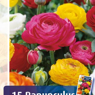 Ranunculus /Лютиче/ MIX -15бр.