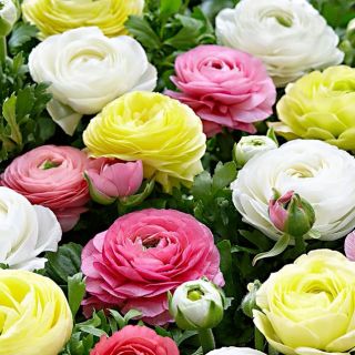 Ranunculus PASTEL MIX -15бр.