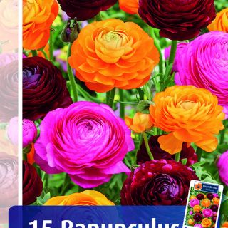 Ranunculus BRONXY MIX -15бр.