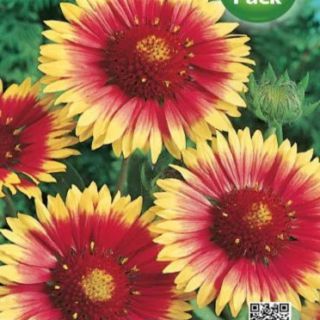 Gaillardia