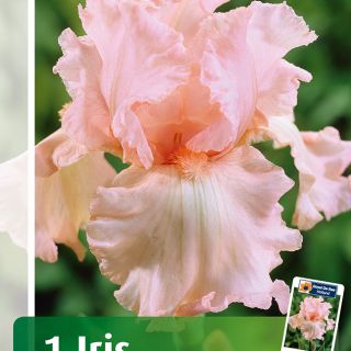 Iris GERMANICA PINK
