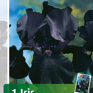 Iris GERMANICA BLACK