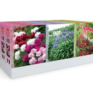 HOSTA GARDEN Mix-5бр.-