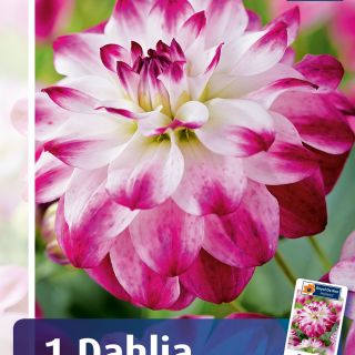 DAHLIA DECORATIVE Zoeu Rei