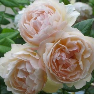 13.Роза КАТЕРЛИВА Кайсия БОЖУРОВИДНА