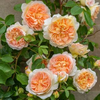 14.Роза КАТЕРЛИВА Оранжева БОЖУРОВИДНА