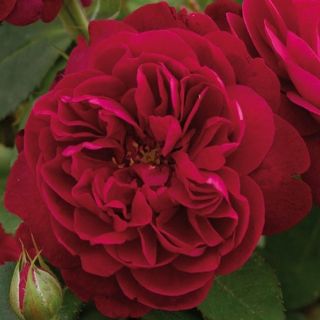 20.Роза БОЖУРОВИДНА Червена