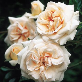 8.Роза КАТЕРЛИВА Кайсия БОЖУРОВИДНА