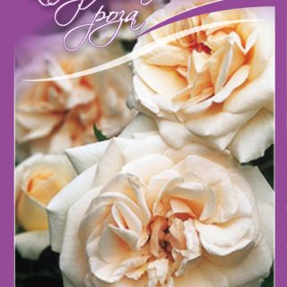 8.Роза КАТЕРЛИВА Кайсия БОЖУРОВИДНА