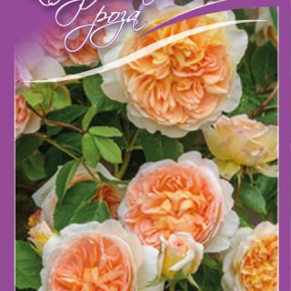 14.Роза КАТЕРЛИВА Оранжева БОЖУРОВИДНА