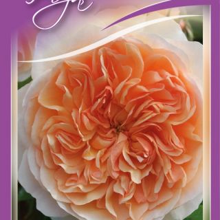 39.Роза БОЖУРОВИДНА Оранжева двуцветна.