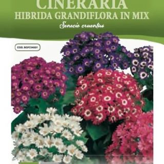 CINERARIA HIBRIDA GRANDIFL.MIX