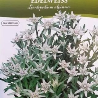 STELLA ALPINA EDELWEISS