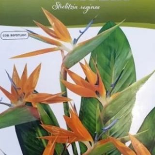 STRELITZIA / СТРЕЛИЦИЯ   