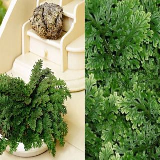 Rose of Jricho Възкръсваща Йерихонска роза