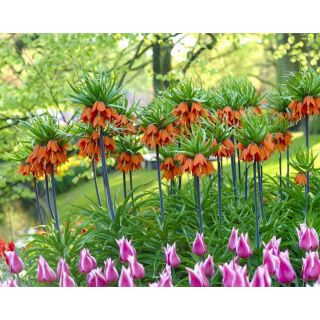 Фритилариа империалис RUBRA