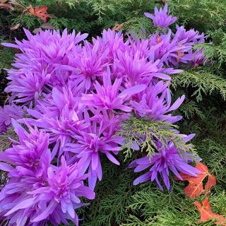 Есенен кичест минзухар колхикум водна лилия.