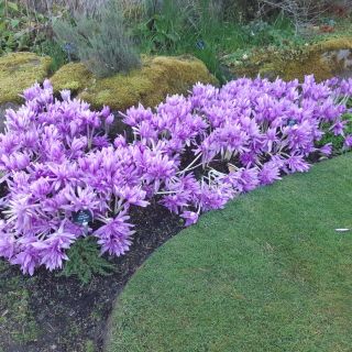 Есенен кичест минзухар колхикум водна лилия.