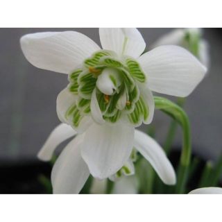 Кичесто кокиче FLORE PLENO -5бр.