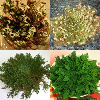 Rose of Jricho Възкръсваща Йерихонска роза