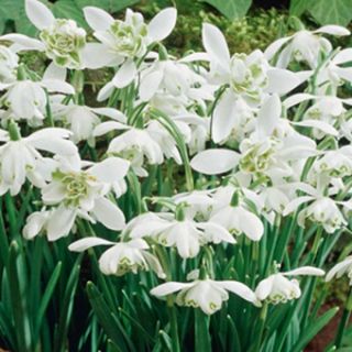 Кичесто кокиче FLORE PLENO -5бр.