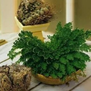 Rose of Jricho Възкръсваща Йерихонска роза